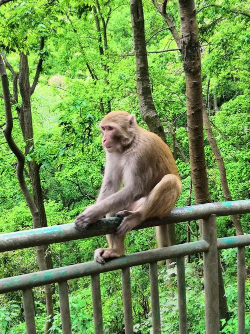 去黔东南旅游怎么样「黔灵山猴子下山」 上海贝岭