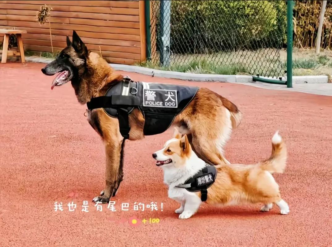 柯基警犬福仔训导员有几位「警犬仔仔」 桂冠电力